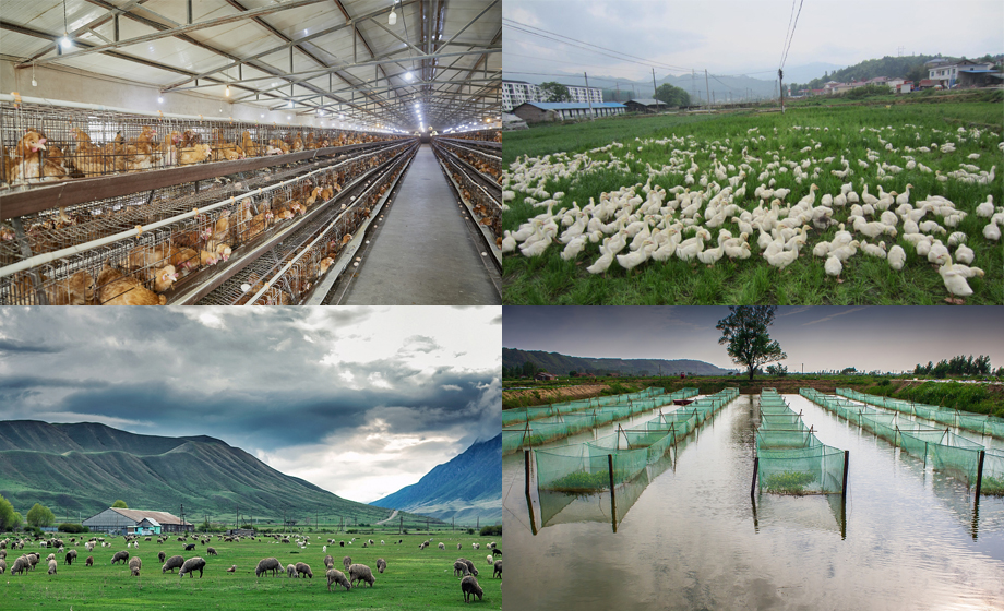 超遠(yuǎn)距離wifi傳輸模塊智慧城鎮(zhèn)養(yǎng)殖平臺遠(yuǎn)程無線傳輸